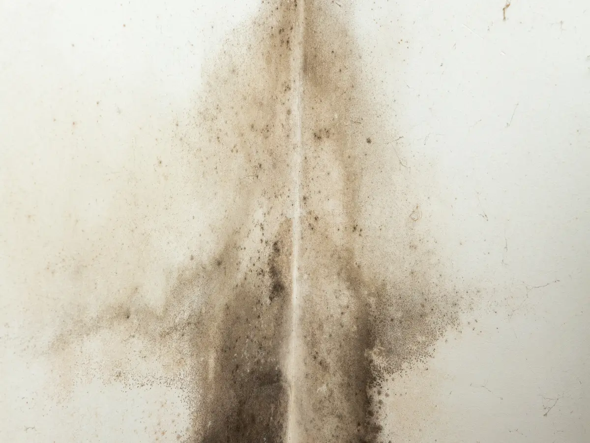 Mould in the corner of a wall