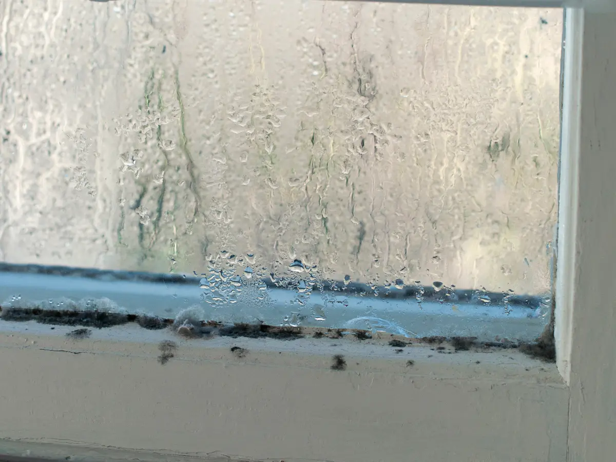 Mould around window