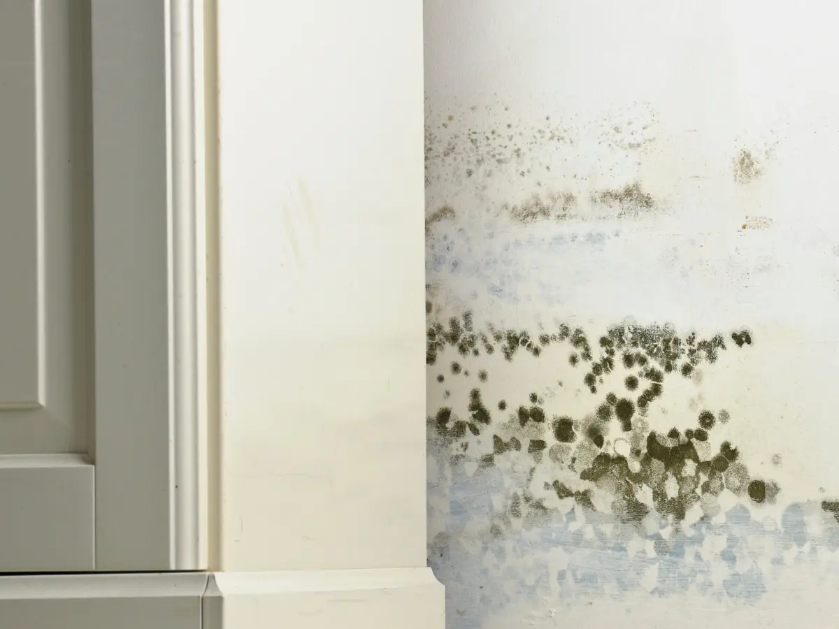 Mould behind wardrobe