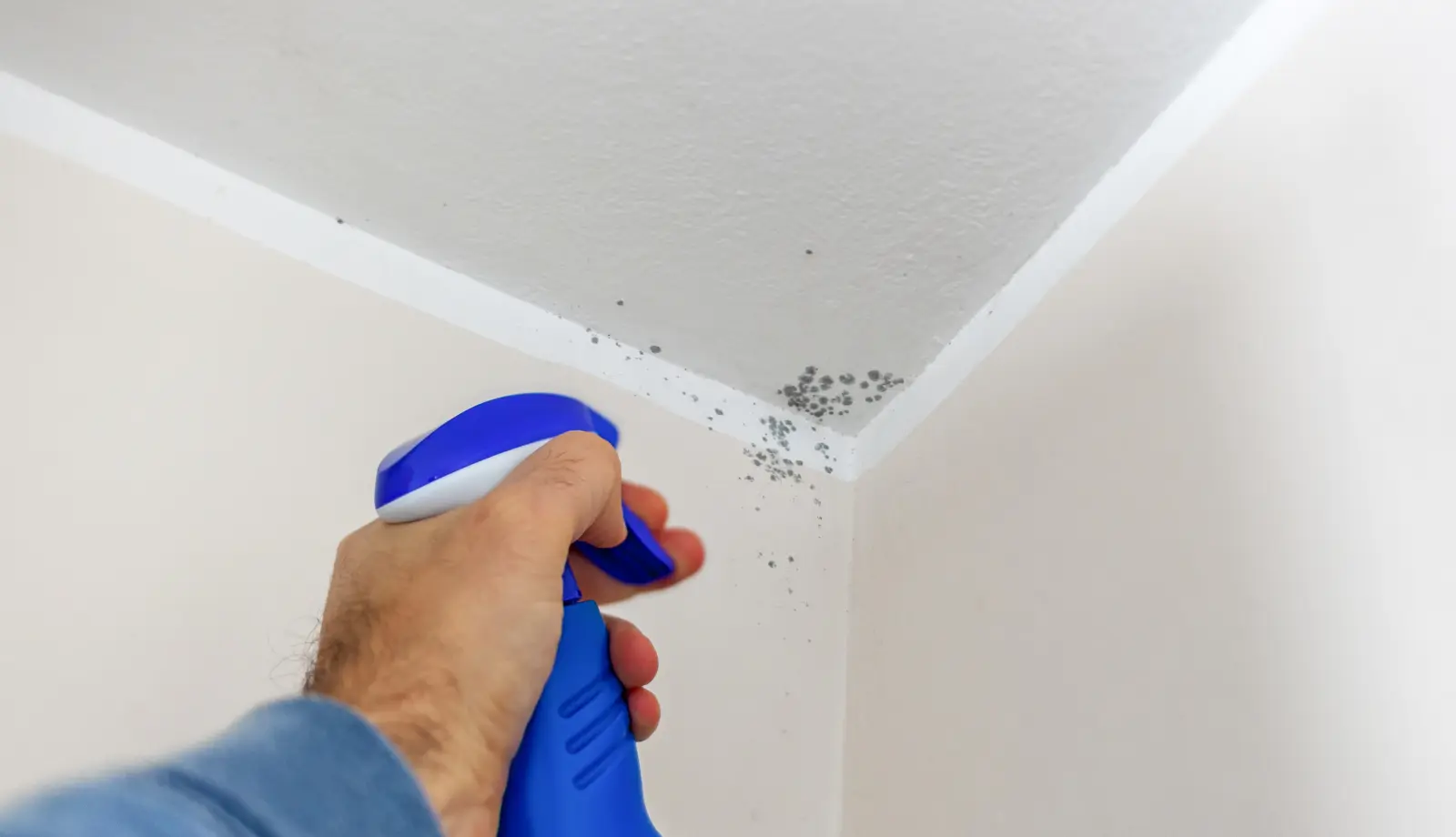 how to treat mould 