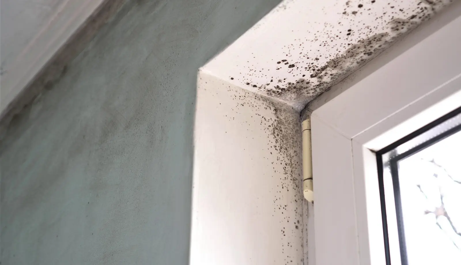 Mould round window